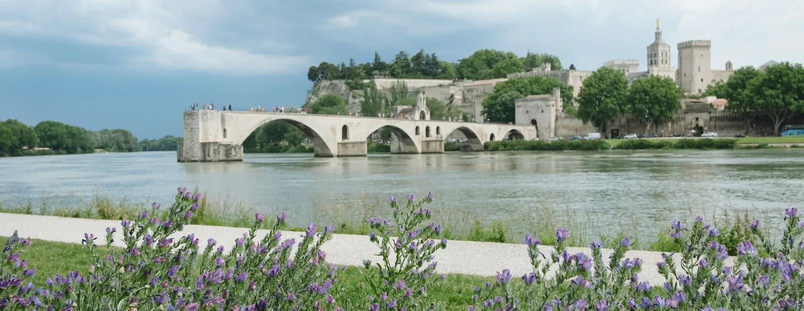 Le pont Saint-Bénézet et le palais des Papes d’Avignon au bord du Rhône, derrière un massif de fleurs mauves sur la berge.