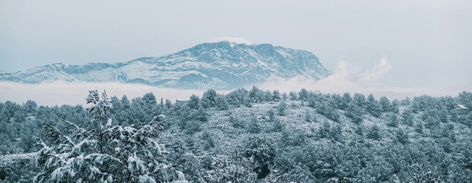 La montagne Sainte-Victoire enneigée, au-dessus d’une pinède blanchie par la neige, sous un ciel d’hiver voilé.