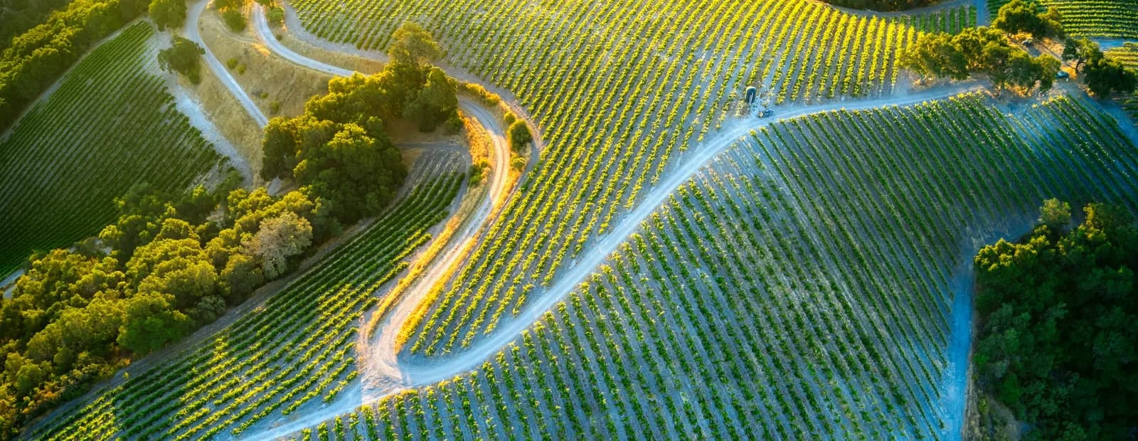 Vue aérienne d’un vignoble en rangées régulières, traversé par un chemin sinueux et bordé de bosquets d’arbres