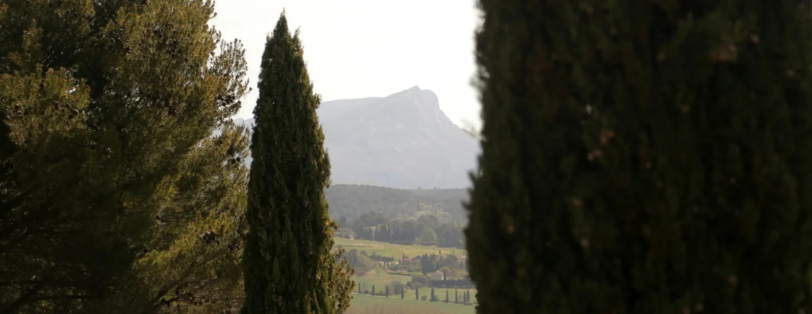 La montagne Sainte-Victoire aperçue entre deux cyprès, au-dessus de champs et de pinèdes du pays d’Aix.