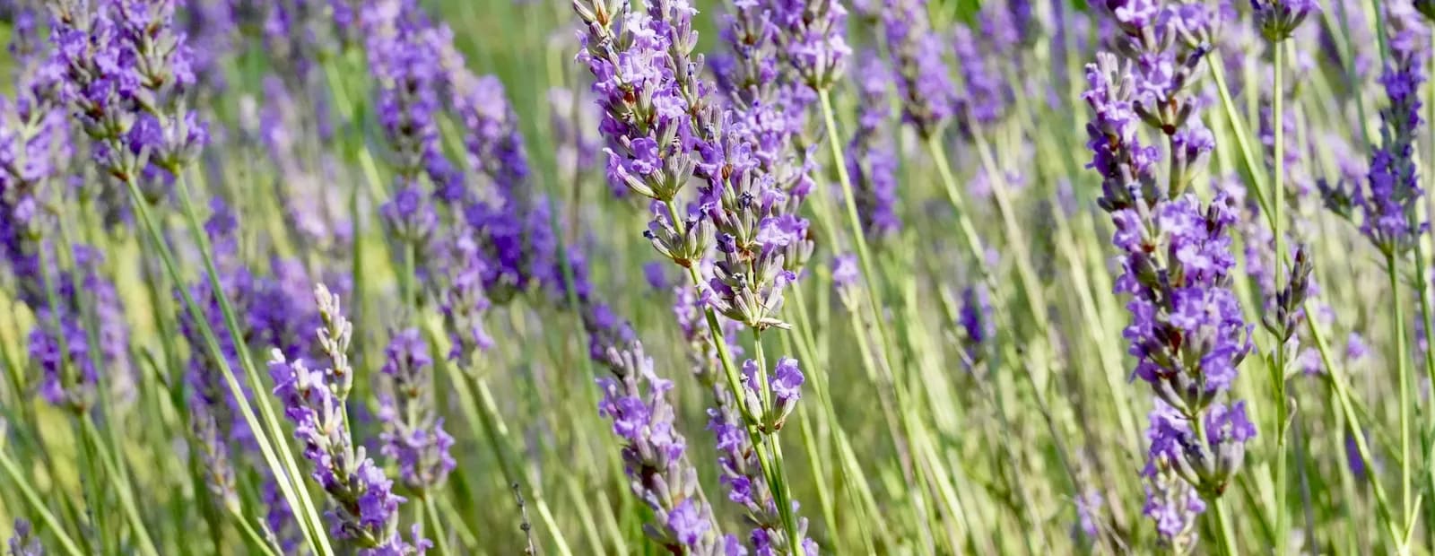 Champ de lavande en fleurs photographié à Trets au printemps, avec les tiges fines et les épis mauves au premier plan.